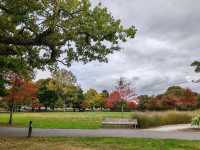 Kuirau Park, Rotorua: A Free Geothermal Wonder