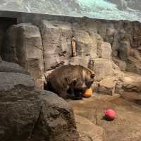 北海道旭川市旭山動物園