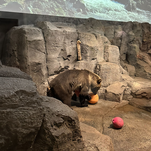 北海道旭川市旭山動物園