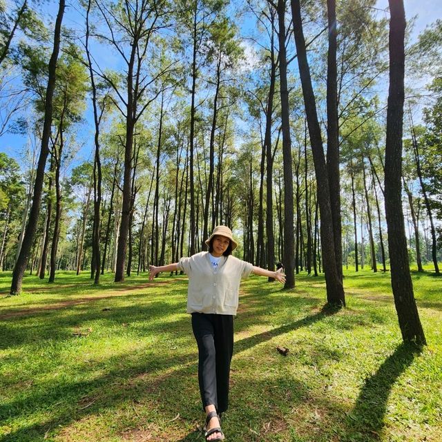 🌿✨ สูดอากาศดี ๆ ที่สวนสนแม่แตง