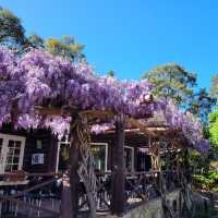 Blooming Beauty: A Day at Araluen Botanic Park, Perth