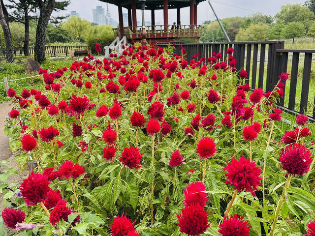 Daejeon Hanbat Arboretum