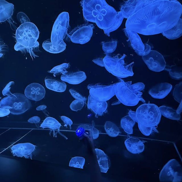 【北海道/札幌🇯🇵】都市の真ん中に現れた、夜まで楽しめるアート🐟 AOAO SAPPORO