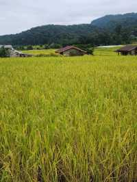 บ้านแม่กลางหลวง เชียงใหม่ The Dreamy Terraced Fields of Mae Klang Luang 🌾✨