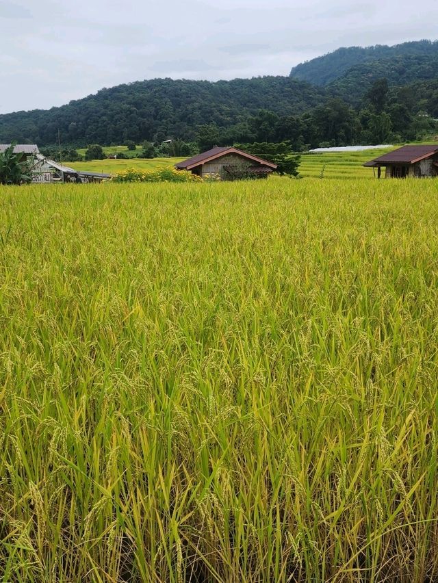 บ้านแม่กลางหลวง เชียงใหม่ The Dreamy Terraced Fields of Mae Klang Luang 🌾✨ บ้านแม่กลางหลวง เชียงใหม่ The Dreamy Terraced Fields of Mae Klang Luang 🌾✨