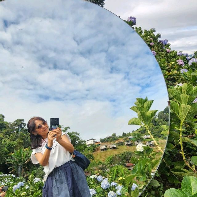 Mae Rim Flower Power: Hydrangea Selfie Spots & Insta Garden Magic 🌸🌦️ Mae Rim Flower Power: Hydrangea Selfie Spots & Insta Garden Magic 🌸🌦️