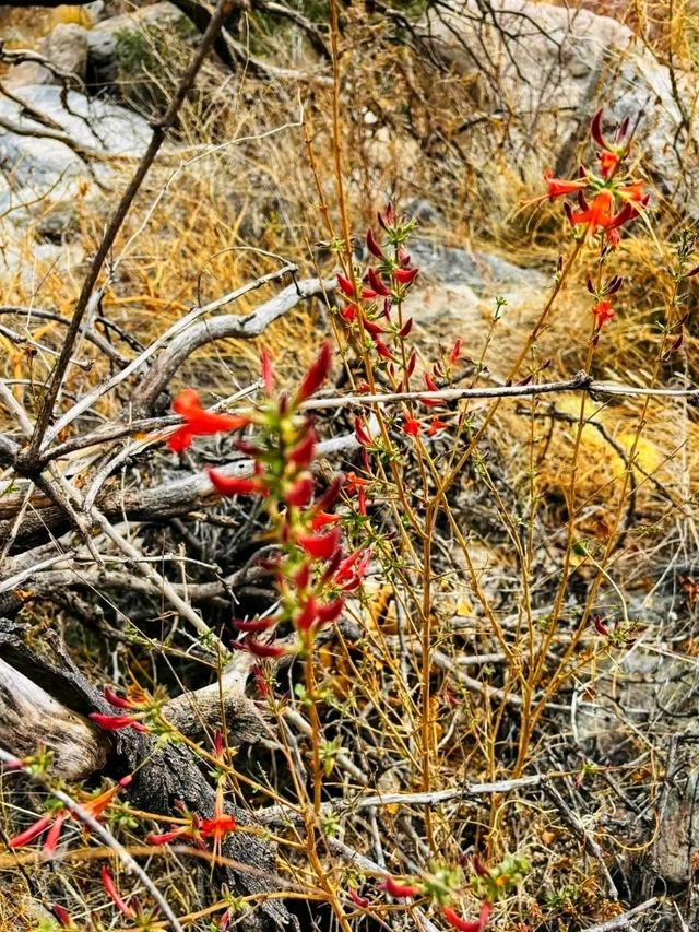 🌄 Ventana Canyon – Tucson’s Desert Gateway to the Sky