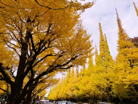 美得讓人窒息的明治神宮外苑銀杏大道