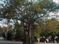 Urban Birding: Putrajaya’s Hidden Nature Hotspot 🕊️