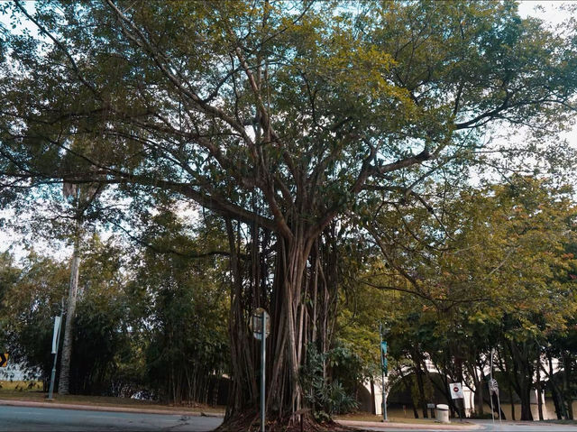 Urban Birding: Putrajaya’s Hidden Nature Hotspot 🕊️ Urban Birding: Putrajaya’s Hidden Nature Hotspot 🕊️