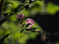 An Oasis of Autumn in an Urban Skyline
