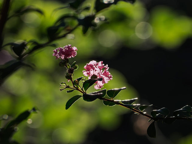 An Oasis of Autumn in an Urban Skyline An Oasis of Autumn in an Urban Skyline