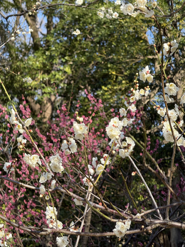 Winter Silence Broken by the First Plum Blossoms
