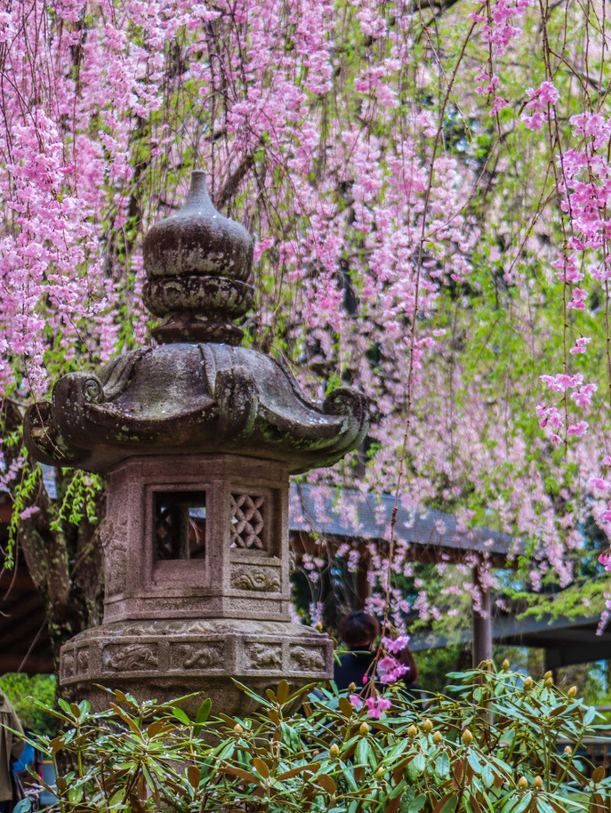 Cherry Blossom Wonders in Nara Prefecture | Trip.com Yoshino