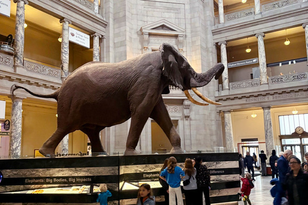 🦖 Time flies in Washington D.C... You must visit the National Museum of ...