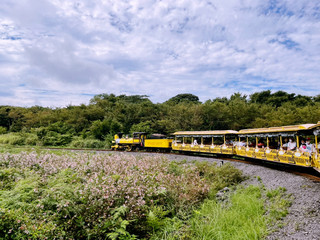 에코랜드, 기차 타고 돌아보는 제주 숲 🌿🚂
