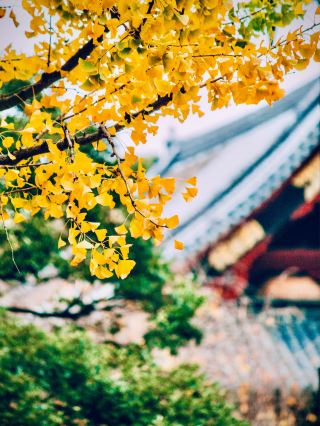 Kagoshima Sengan-en Garden Mossy Sakurajima View & Soba Walkslowtraveling