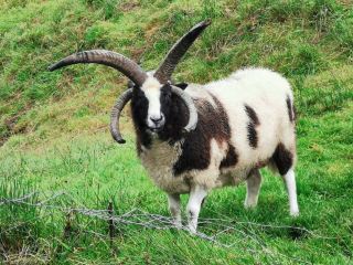  Kerry Bog Village 與 Sheepdog Show – 重返昔日時光