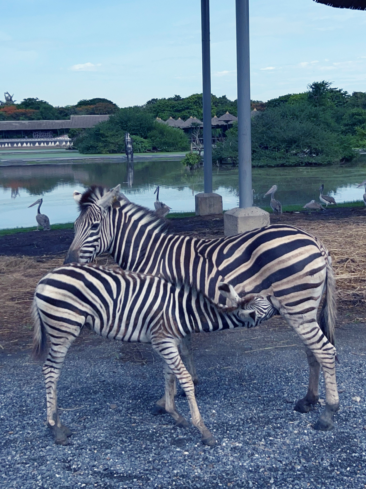 Safari World Bangkok Still One of the Best Safari Experiences for Me