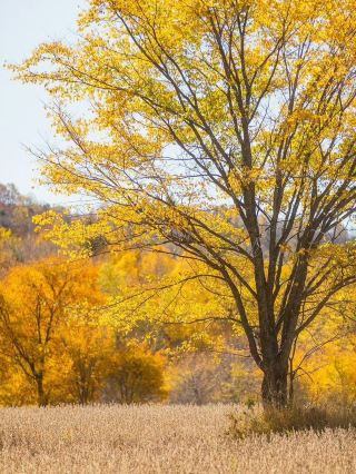 🍂 Through the Forests of Tieli | A Journey Through Autumn