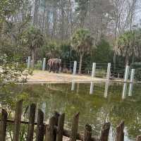 Encountering 🦒 at Jacksonville zoo