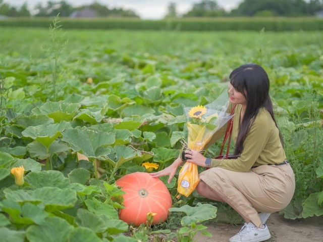 🇨🇦토론토 팜마켓 및 해바라기 꽃밭 탐방하기 - Robintide Farms!🌻