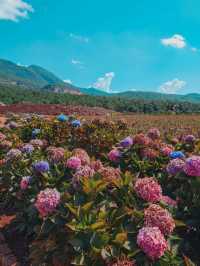 🌸Best Photoshoot Location in Lijiang