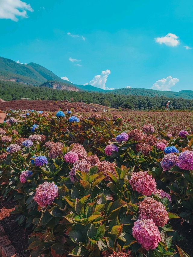 🌸Best Photoshoot Location in Lijiang