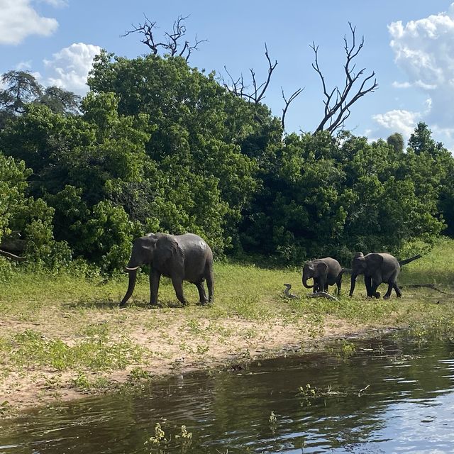 Cruising the Chobe: A River Adventure