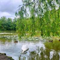 🦢探索曼城自然生態美🦆