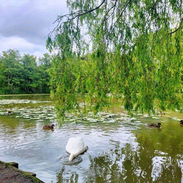 🦢探索曼城自然生態美🦆
