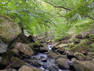 Padley Gorge: Nature's Symphony Preserved🌲