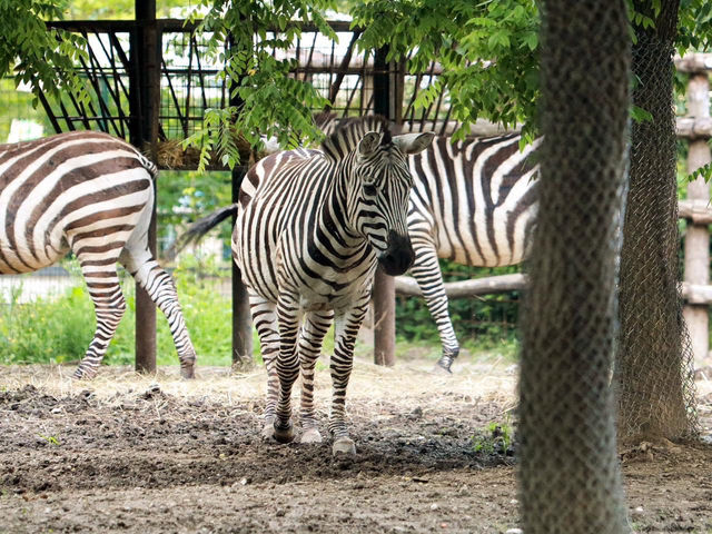 Zoo Zagreb 🦏