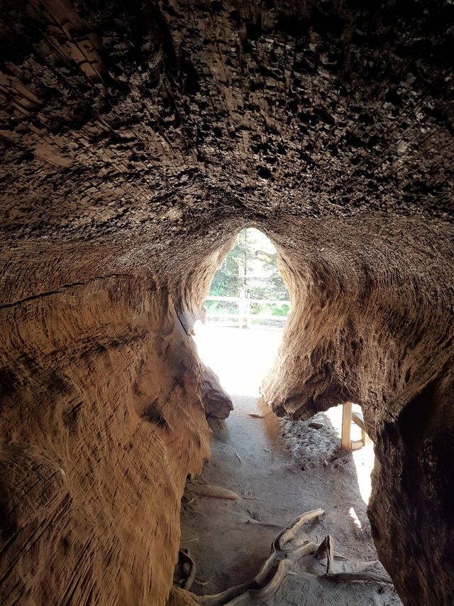 Gazing at Giants: Sequoia National Park