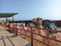 Camel Park Sunny Beach 🗺️