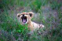 4 Days Masai Mara Game Reserve Safari Tour 2024, 2025 2026