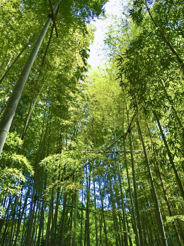 Spring Serenity at Hokoku-ji
