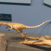 Dinosaurs, nice exhibitions in Natural History Museum of China 