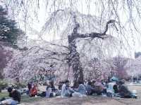 大阪到東北賞櫻攻略：榴岡公園