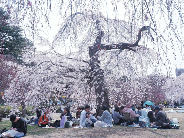 大阪到東北賞櫻攻略：榴岡公園