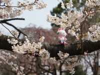 大阪到東北賞櫻攻略：榴岡公園