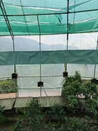 One Night in Da Lat: $100 Style