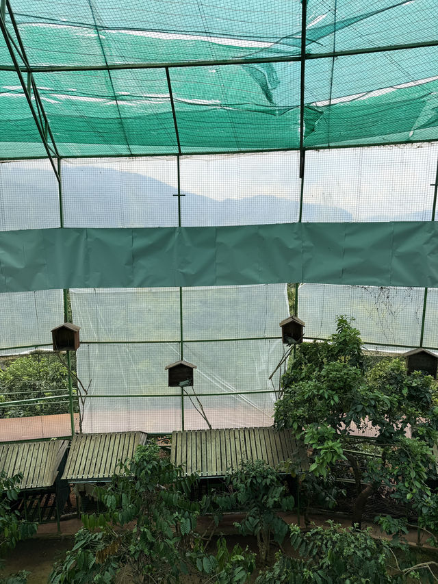 One Night in Da Lat: $100 Style