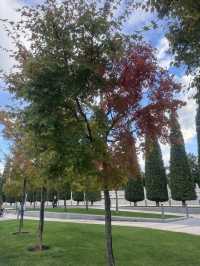 🍁 : I Found Japan in Krasnodar. A Story That Shook My Soul