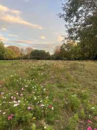 🍁 Walpole Park – Autumn Calm in the Heart of Ealing 🍂🦆