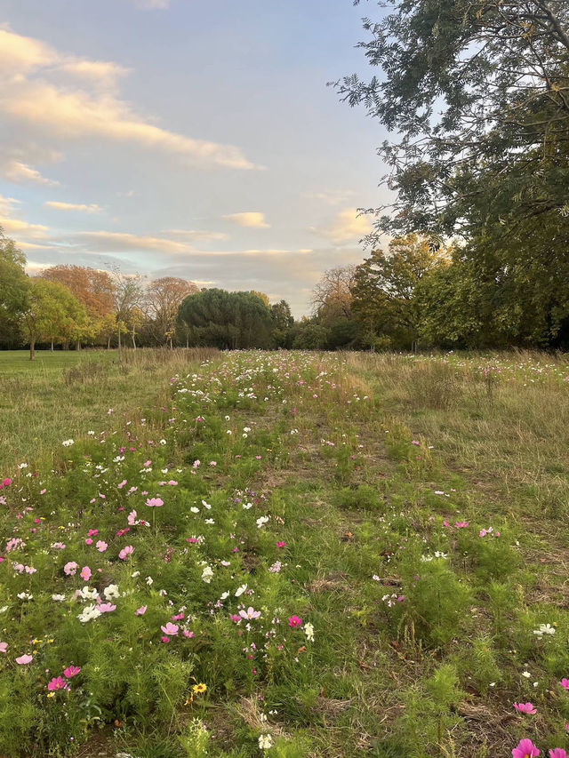 🍁 Walpole Park – Autumn Calm in the Heart of Ealing 🍂🦆 🍁 Walpole Park – Autumn Calm in the Heart of Ealing 🍂🦆
