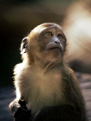 Культурное сердце Явы: Паломничество в Джокьякарте