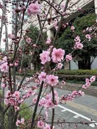 Sakura Season in Shanghai🌸🌷