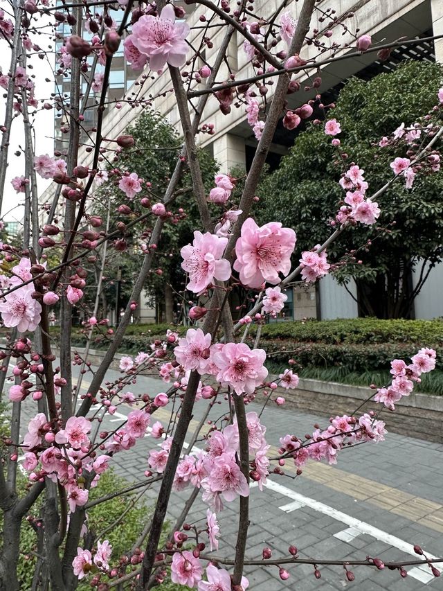 Sakura Season in Shanghai🌸🌷