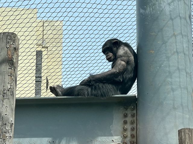 타조와 아이컨택이 인상적이었던 곳, 연화동물원(煙合動物園)